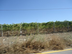Vineyard 1 on the Road