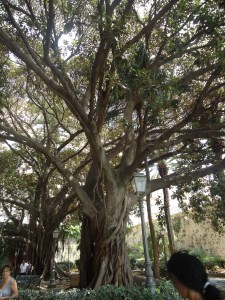 gnarled centuries old tree ortigia
