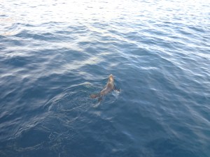 Sassy is in the water