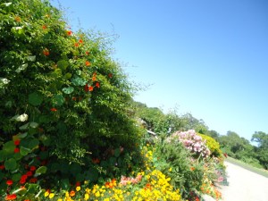 vegetation 40 miles south sf in june 2011