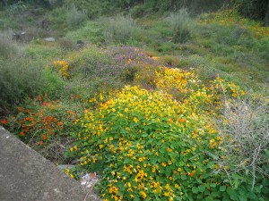 wild flowers acicastello 2