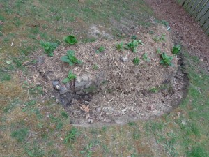 Rosanna's Hugelkultur  April 2013