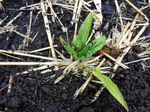 spinach 4 weeks after planting in regular soil