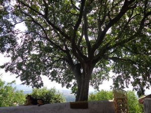 bagolaro tree
