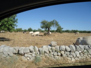 Cow Pasture on Road to Modica