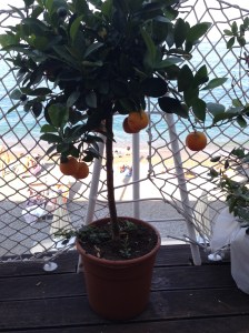 chinotto plant